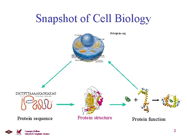 Snapshot of Cell Biology Nobelprize. org DSCTFTTAAAAKAGKAKAG + Protein sequence Carnegie Mellon School of