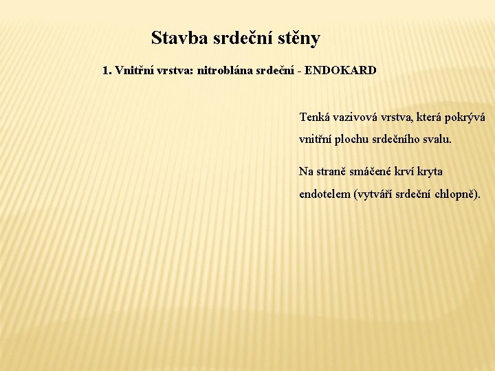 Stavba srdeční stěny 1. Vnitřní vrstva: nitroblána srdeční - ENDOKARD Tenká vazivová vrstva, která