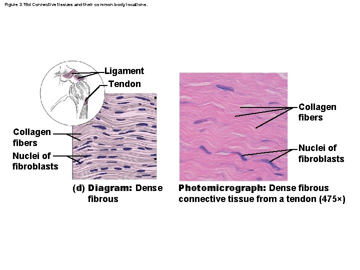 Figure 3. 19 d Connective tissues and their common body locations. Ligament Tendon Collagen