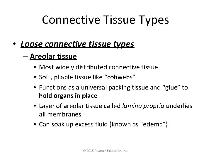 Connective Tissue Types • Loose connective tissue types – Areolar tissue • Most widely