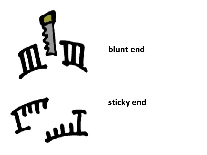 blunt end sticky end blunt end sticky end