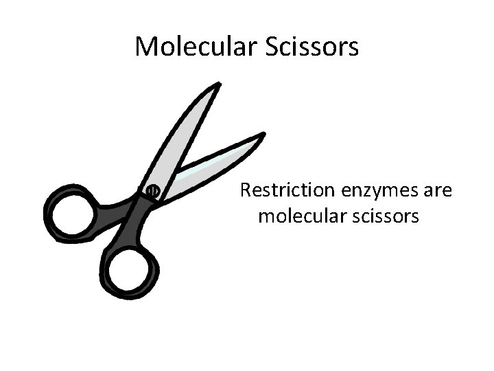 Molecular Scissors Restriction enzymes are molecular scissors 