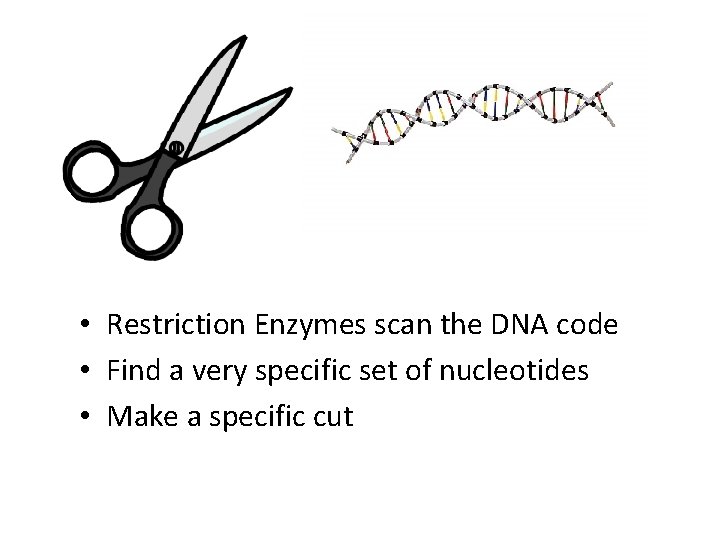  • Restriction Enzymes scan the DNA code • Find a very specific set