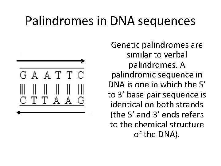 Palindromes in DNA sequences Genetic palindromes are similar to verbal palindromes. A palindromic sequence