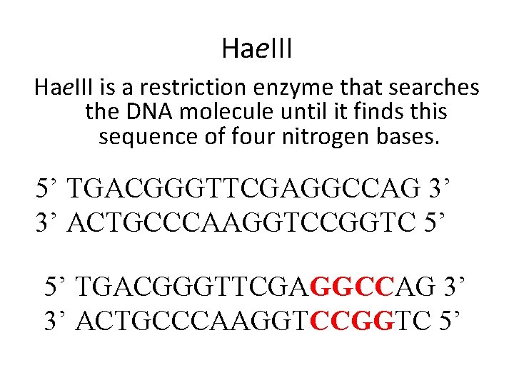 Hae. III is a restriction enzyme that searches the DNA molecule until it finds Hae. III is a restriction enzyme that searches the DNA molecule until it finds