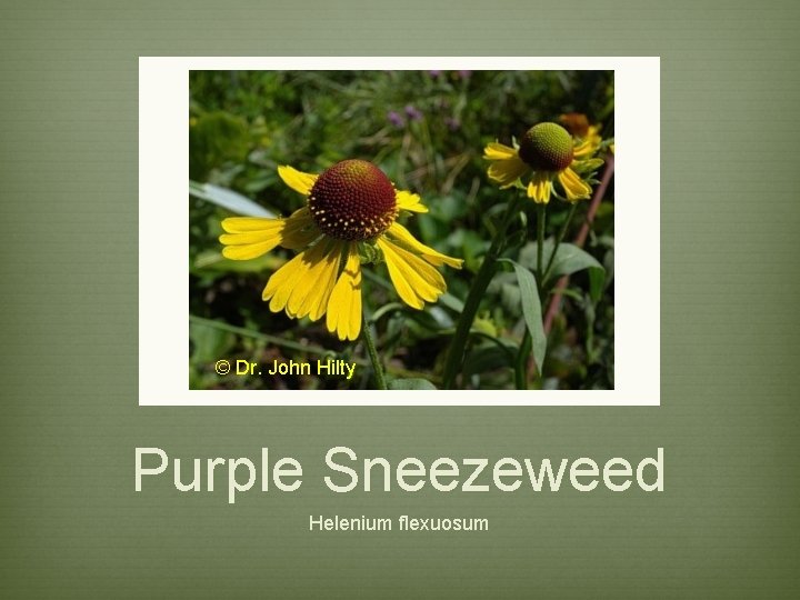 © Dr. John Hilty Purple Sneezeweed Helenium flexuosum 