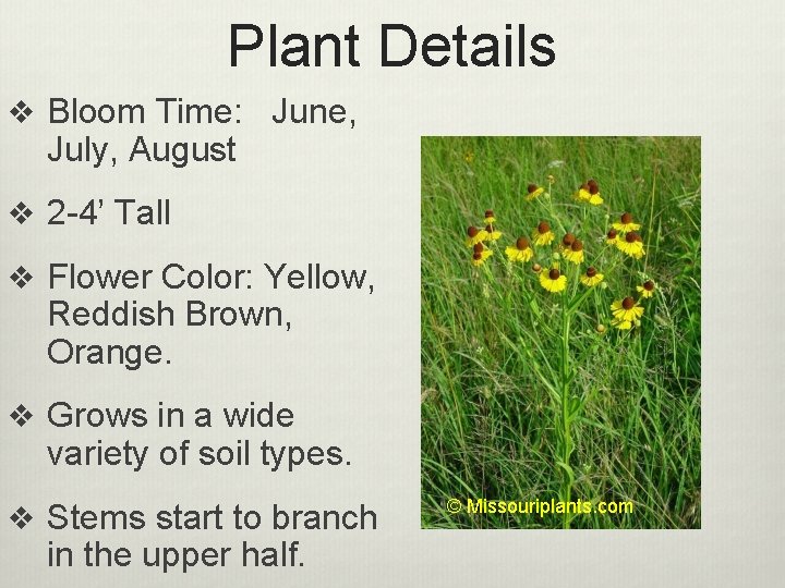Plant Details v Bloom Time: June, July, August v 2 -4’ Tall v Flower