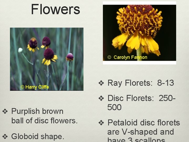 Flowers © Carolyn Fannon © Harry Cliffe v Ray Florets: 8 -13 v Disc