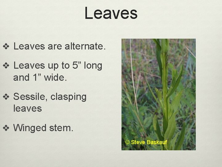 Leaves v Leaves are alternate. v Leaves up to 5” long and 1” wide.