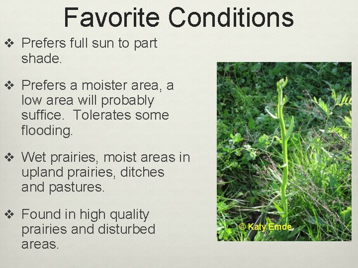 Favorite Conditions v Prefers full sun to part shade. v Prefers a moister area,