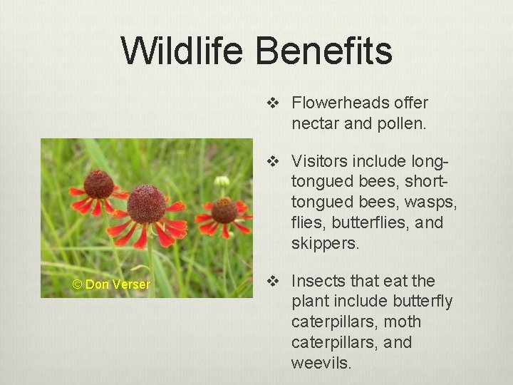Wildlife Benefits v Flowerheads offer nectar and pollen. v Visitors include long- tongued bees,