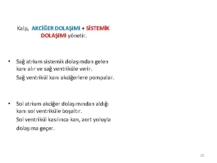 Kalp, AKCİĞER DOLAŞIMI + SİSTEMİK DOLAŞIMI yönetir. • Sağ atrium sistemik dolaşımdan gelen kanı