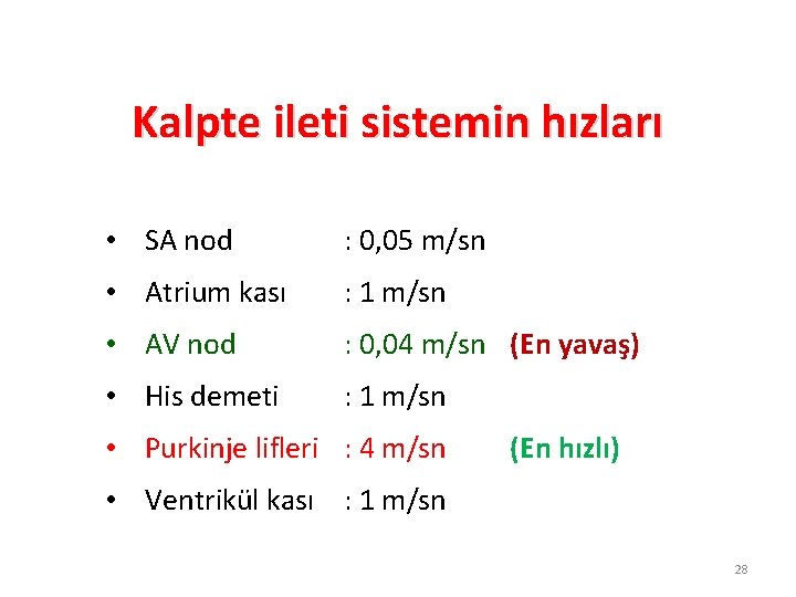 Kalpte ileti sistemin hızları • SA nod : 0, 05 m/sn • Atrium kası