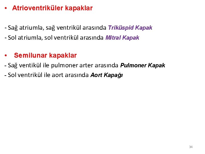  • Atrioventriküler kapaklar - Sağ atriumla, sağ ventrikül arasında Triküspid Kapak - Sol