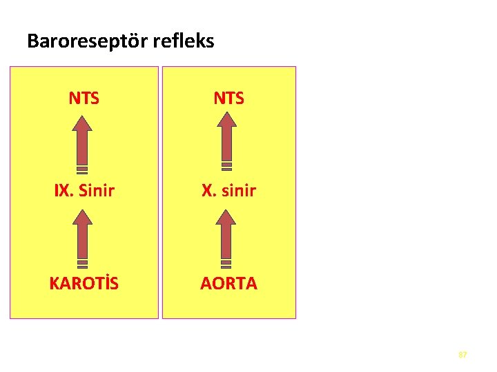 Baroreseptör refleks NTS IX. Sinir X. sinir KAROTİS AORTA 87 