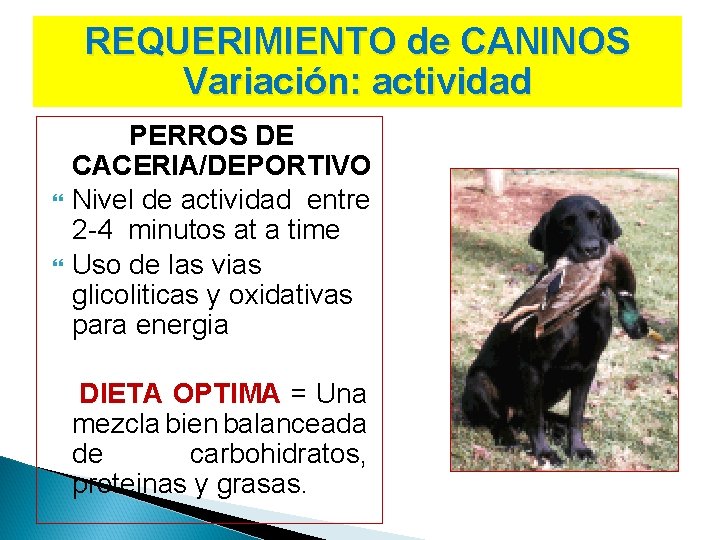 REQUERIMIENTO de CANINOS Variación: actividad PERROS DE CACERIA/DEPORTIVO Nivel de actividad entre 2 -4