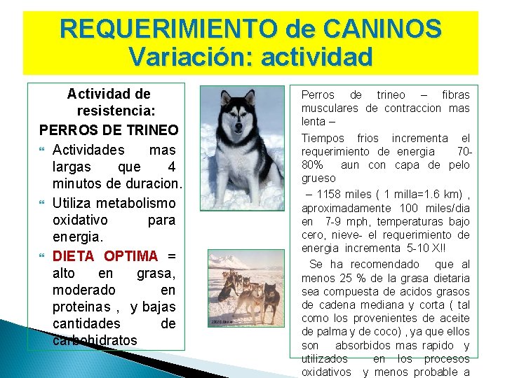 REQUERIMIENTO de CANINOS Variación: actividad Actividad de resistencia: PERROS DE TRINEO Actividades mas largas