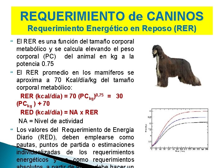 REQUERIMIENTO de CANINOS Requerimiento Energético en Reposo (RER) El RER es una función del