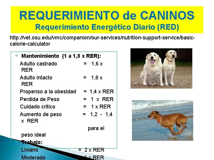 REQUERIMIENTO de CANINOS Requerimiento Energético Diario (RED) http: //vet. osu. edu/vmc/companion/our-services/nutrition-support-service/basiccalorie-calculator Mantenimiento (1 a