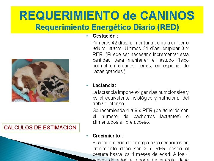 REQUERIMIENTO de CANINOS Requerimiento Energético Diario (RED) Gestación : Primeros 42 días: alimentarla como