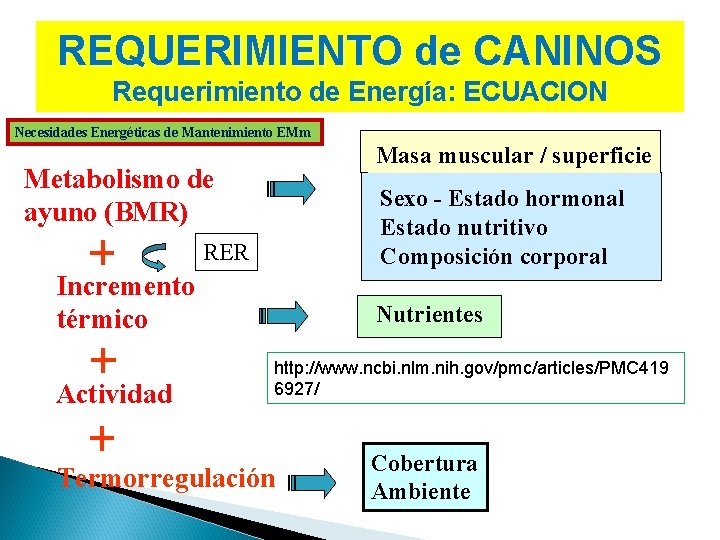 REQUERIMIENTO de CANINOS Requerimiento de Energía: ECUACION Necesidades Energéticas de Mantenimiento EMm Masa muscular