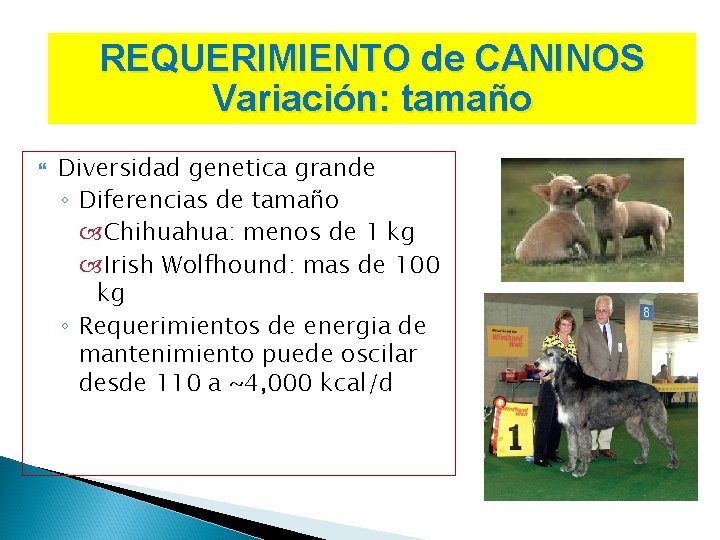 REQUERIMIENTO de CANINOS Variación: tamaño Diversidad genetica grande ◦ Diferencias de tamaño Chihuahua: menos