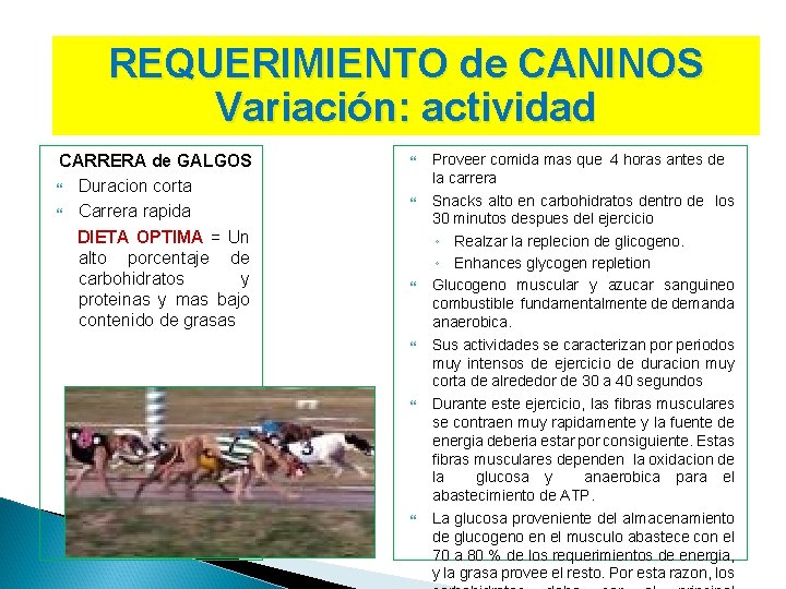 REQUERIMIENTO de CANINOS Variación: actividad CARRERA de GALGOS Duracion corta Carrera rapida DIETA OPTIMA