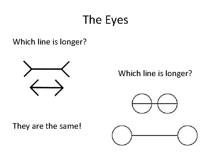 The Eyes Which line is longer? They are the same! 