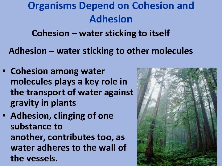 Organisms Depend on Cohesion and Adhesion Cohesion – water sticking to itself Adhesion –