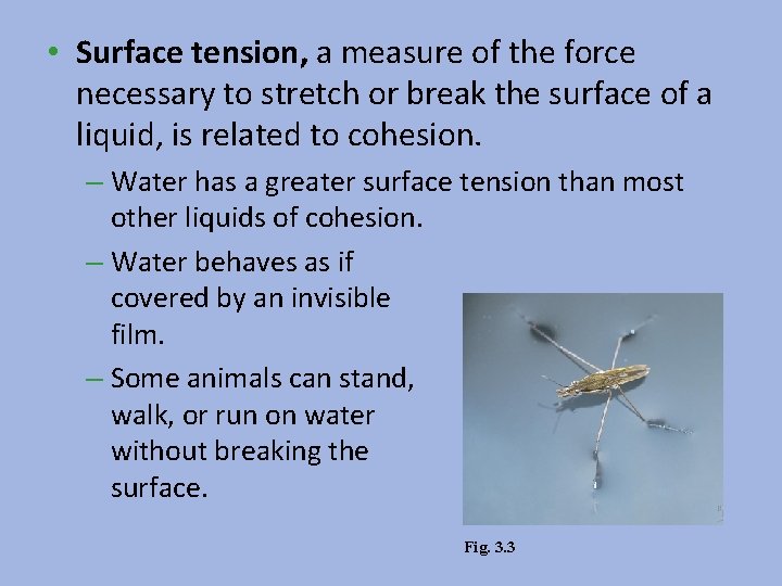  • Surface tension, a measure of the force necessary to stretch or break