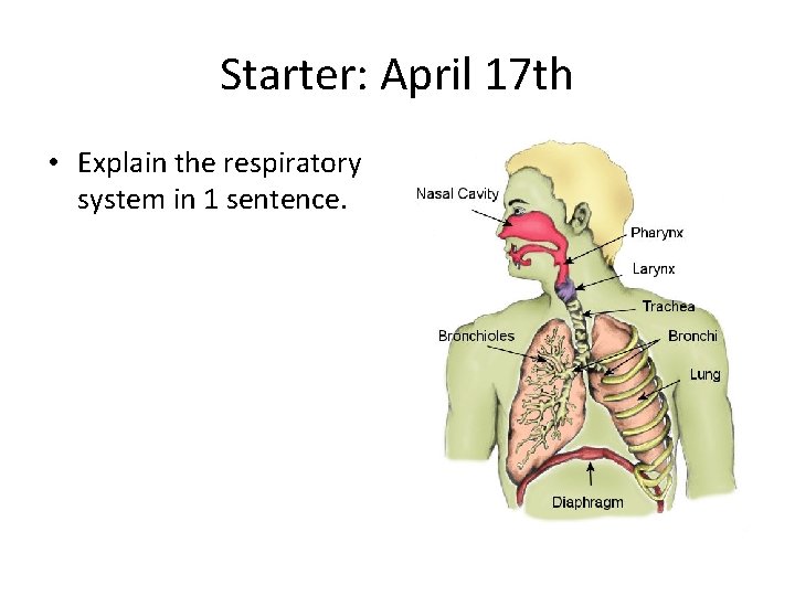 Starter: April 17 th • Explain the respiratory system in 1 sentence. 
