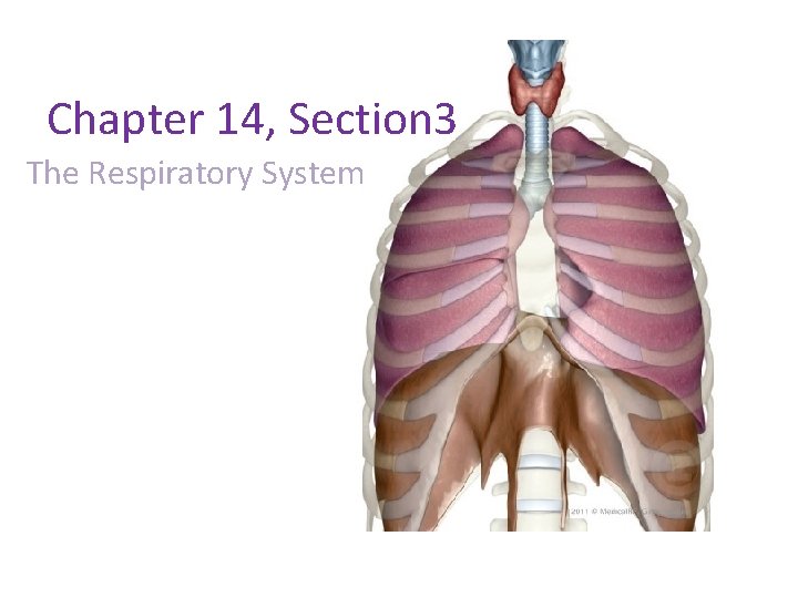 Chapter 14, Section 3 The Respiratory System 