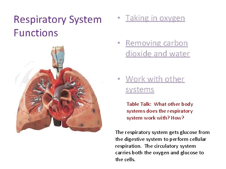 Respiratory System Functions • Taking in oxygen • Removing carbon dioxide and water •