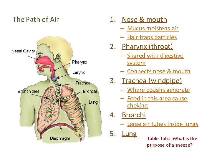 The Path of Air 1. Nose & mouth – Mucus moistens air – Hair