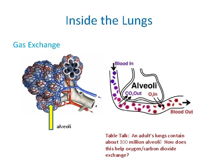 Inside the Lungs Gas Exchange alveoli Table Talk: An adult’s lungs contain about 300