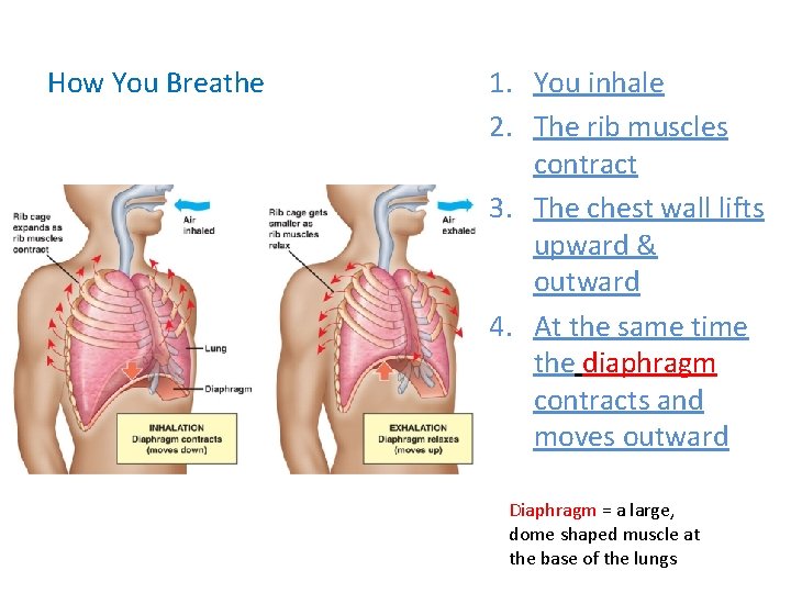 How You Breathe 1. You inhale 2. The rib muscles contract 3. The chest