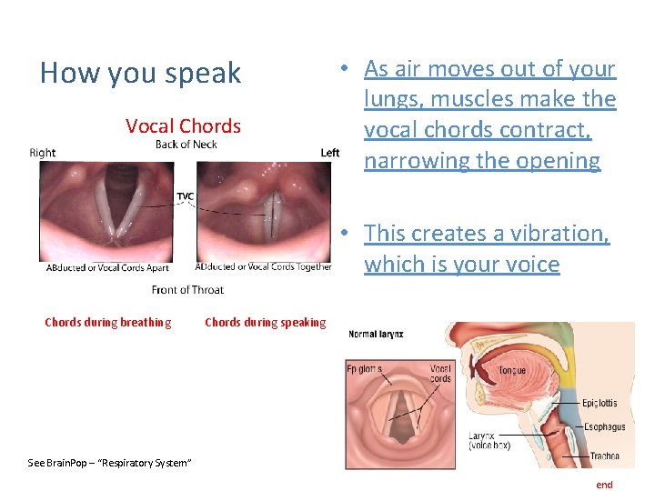 How you speak Vocal Chords • As air moves out of your lungs, muscles