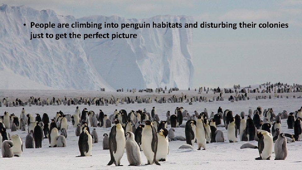  • People are climbing into penguin habitats and disturbing their colonies just to