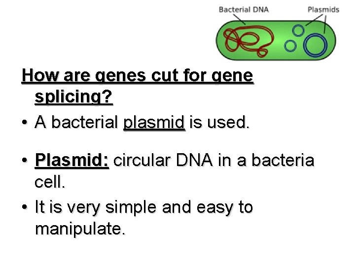 How are genes cut for gene splicing? • A bacterial plasmid is used. •