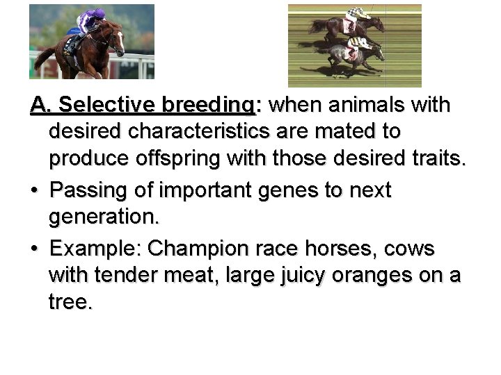 A. Selective breeding: when animals with desired characteristics are mated to produce offspring with