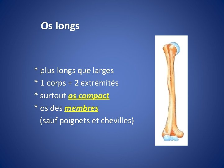 Os longs * plus longs que larges * 1 corps + 2 extrémités *