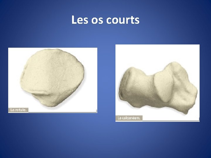 Les os courts 