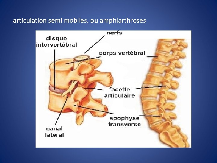 articulation semi mobiles, ou amphiarthroses 