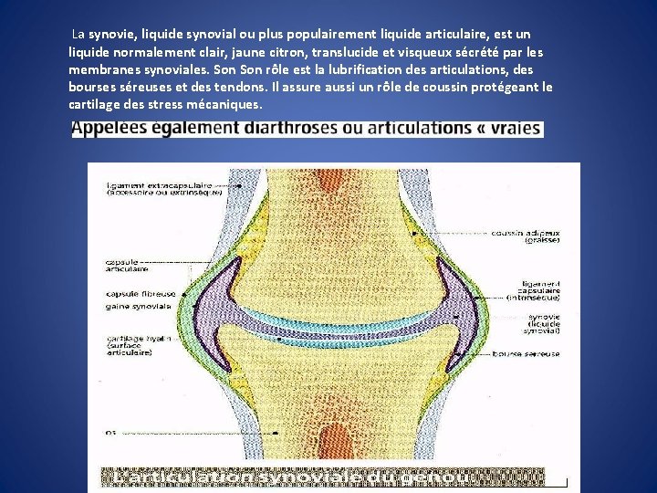 La synovie, liquide synovial ou plus populairement liquide articulaire, est un liquide normalement clair,