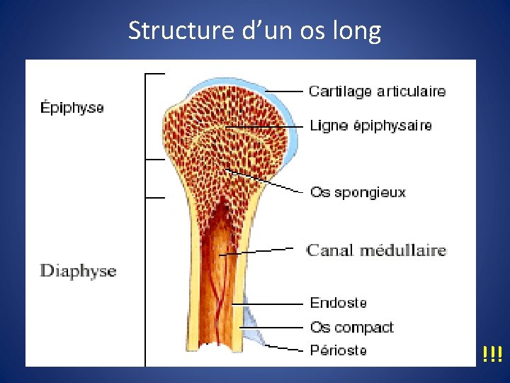 Structure d’un os long !!! 