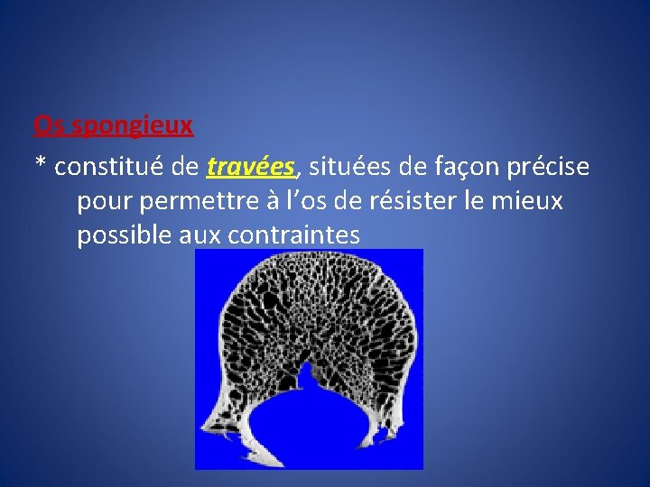Os spongieux * constitué de travées, situées de façon précise pour permettre à l’os