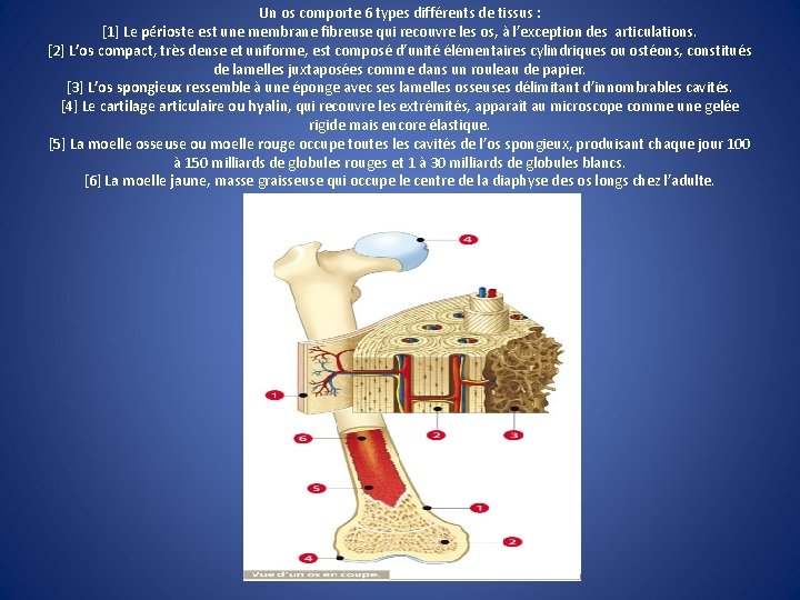 Un os comporte 6 types différents de tissus : [1] Le périoste est une