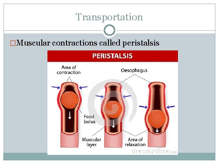 Transportation �Muscular contractions called peristalsis 