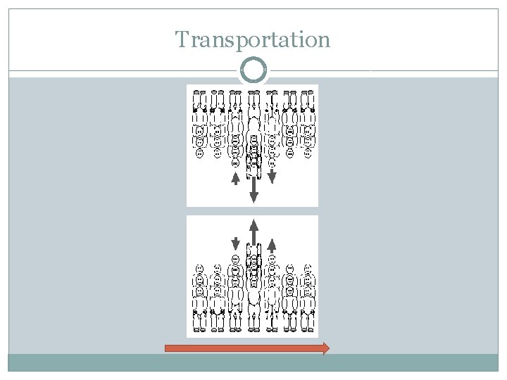 Transportation 
