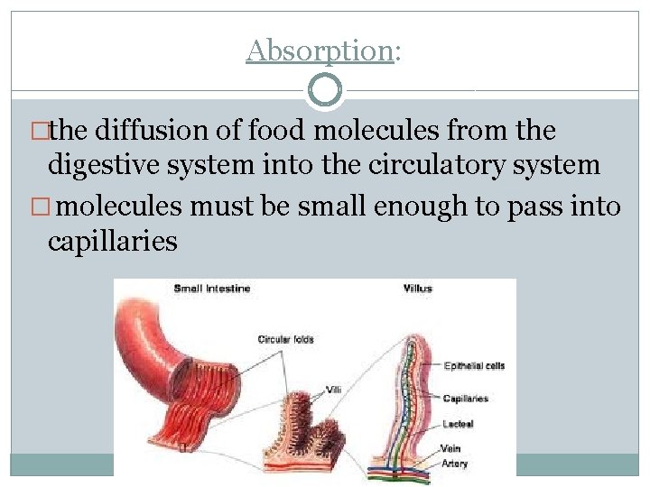 Absorption: �the diffusion of food molecules from the digestive system into the circulatory system